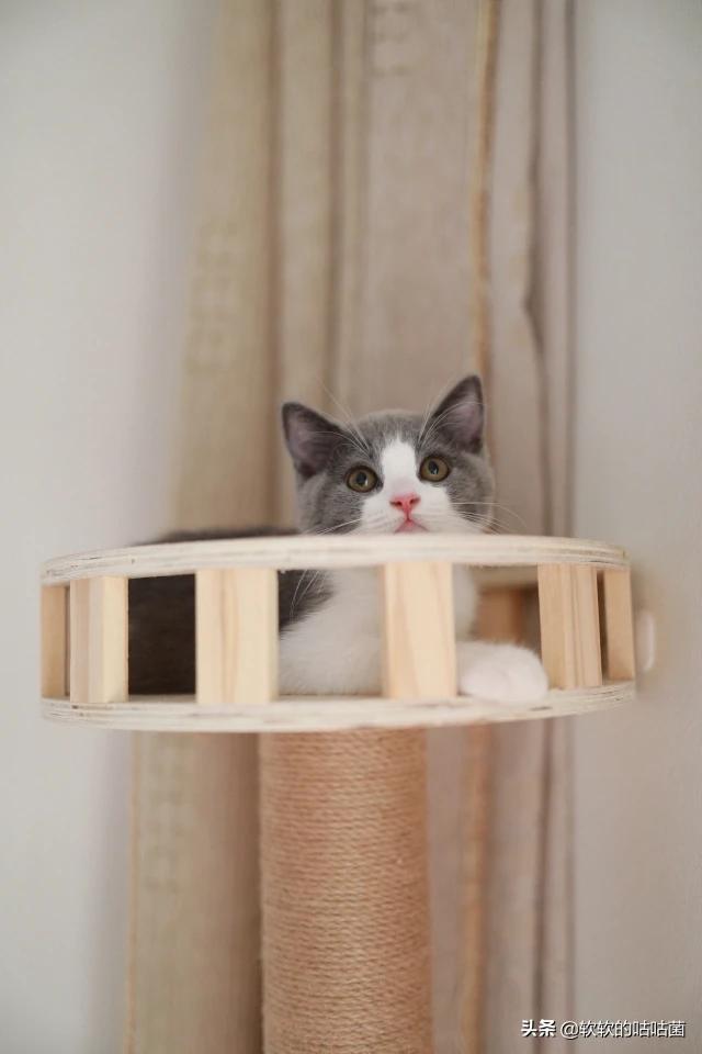 猫食欲不振精神萎靡:猫咪不吃东西，叫声沙哑，还不太活泼了，怎么办啊？