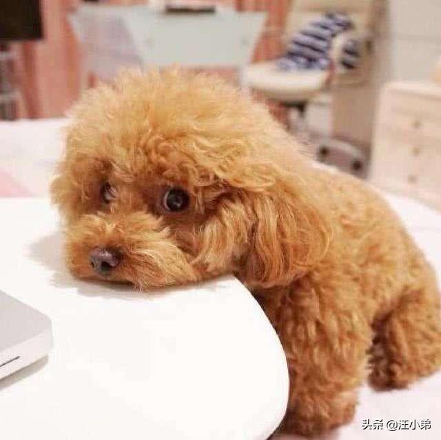 话说有人记得比高犬吗总觉得他是恭子最后知...:为什么有人说不要轻易养泰迪犬，养它有什么“危害”呢？