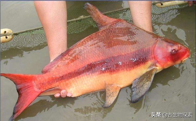 胭脂鱼是几级保护动物，鄱阳发现罕见野生胭脂鱼，这是一种什么鱼