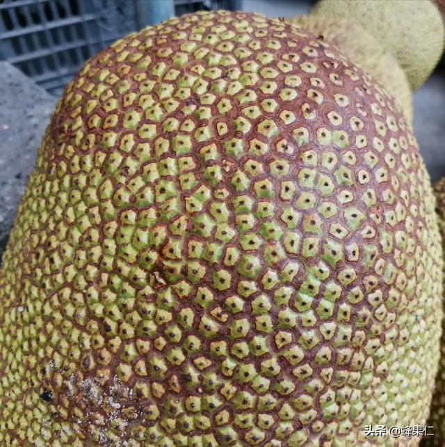 菠萝蜜哪个品种最好吃？