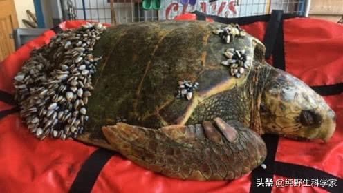 抹香鲸的图片和视频:为什么说抹香鲸是哺乳动物中的“潜水冠军”？