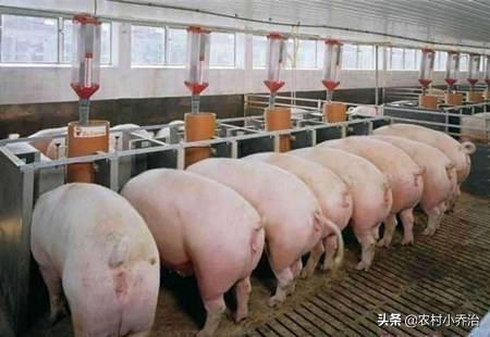 猪场苍蝇太多怎么消灭最好:家里苍蝇的防治方法 养猪场对苍蝇蚊子怎么消灭？