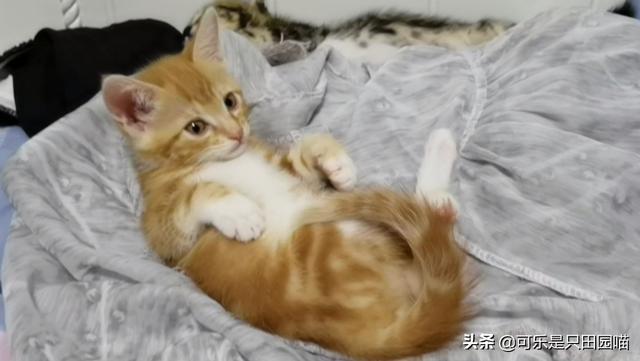 猫咪恨主人的十种表现打猫的后果严重:为什么要让猫咪发腮，怎样看猫是不是在发腮呢？