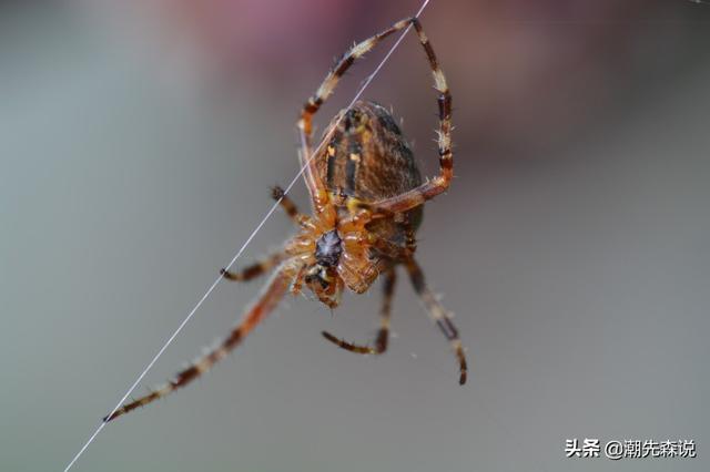 大凌河景区出现大量剧毒金丝蛛，蜘蛛的血为什么也是蓝色的它和珍贵的鲎血有关系吗