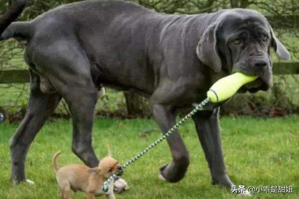 比特名犬介绍:比特犬的战斗力强大吗？有哪些狗可以打得过它？