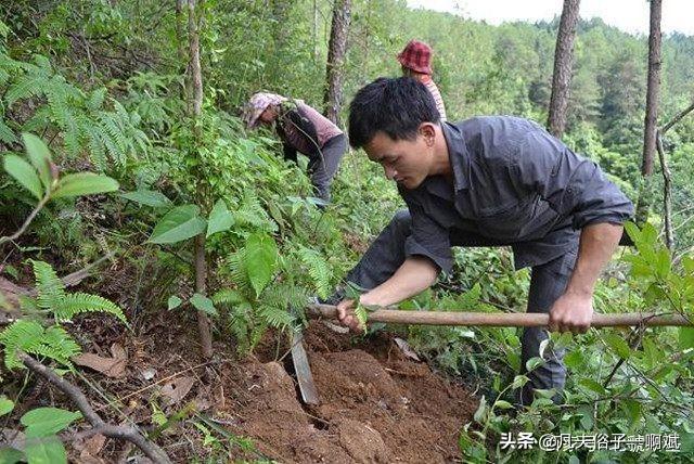 请问适合高山种植,而且收益不错的药材有哪些？