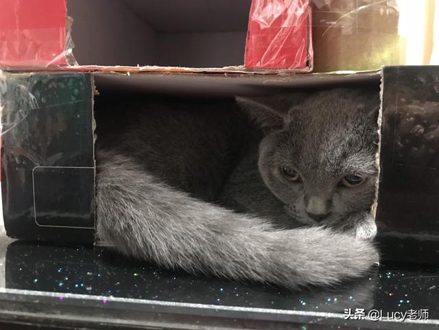 怎么确定猫认主人了咕噜咕噜:如何看出猫对主人的信任度？怎么让它更信任你？