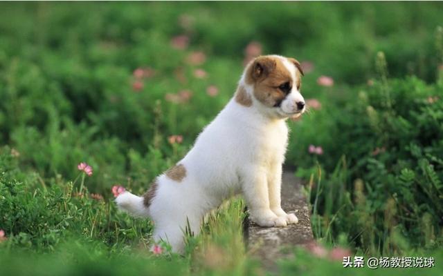 挤奶喂小狗手机版在线:一个月大的狗狗喝一次奶要喝多少毫升？