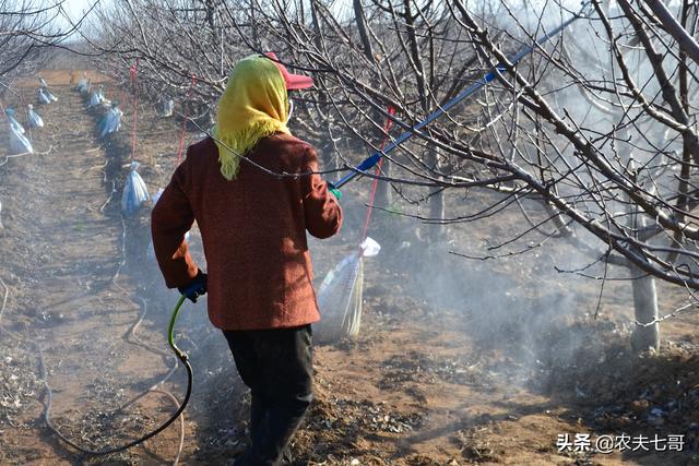 黑色介壳虫怎么根除:根粉介壳虫怎么根除 苹果树的介壳虫爆发了，这个时期该怎么治疗？