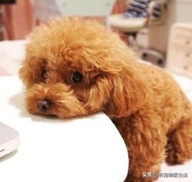 大狗民:泰迪母狗年龄大了结扎有危险吗？