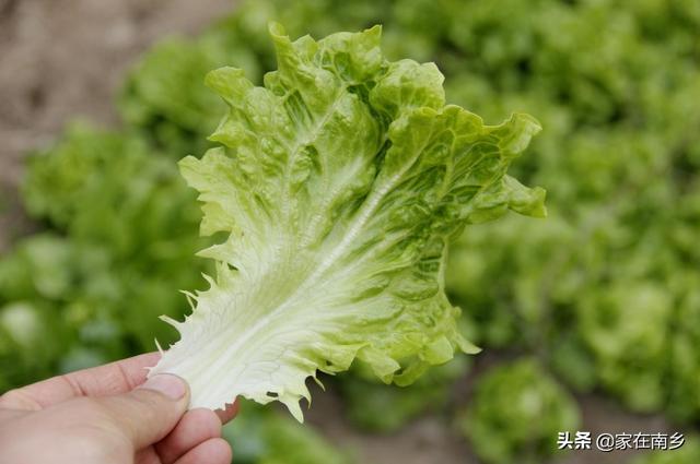 种植生菜要什么条件 家在南乡的回答 头条问答