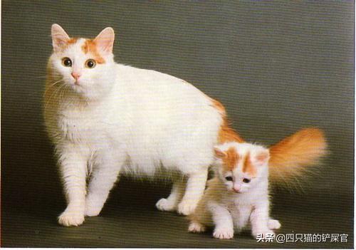 寄养:我家小猫从来没离开过我，我们将出去旅游，是放在家里还是寄养？