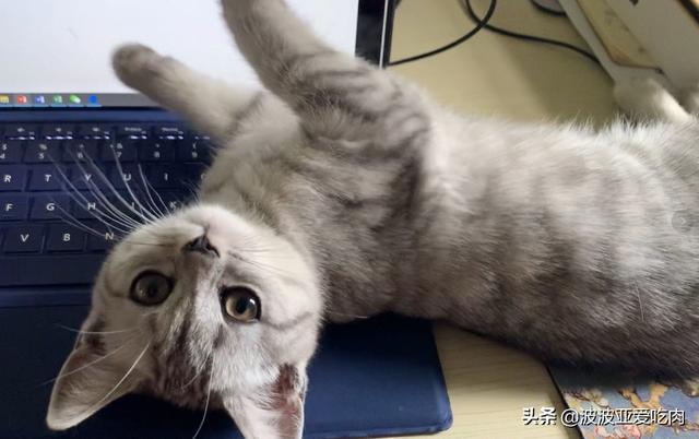 给英短吃的猫饭:英国短毛猫最喜欢吃什么？
