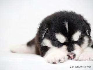 哈士奇幼犬视频2个月大:两个月大哈士奇老睡觉怎么回事？