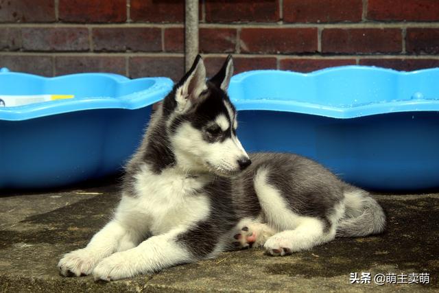 雪纳瑞幼犬狗粮排名:狗狗各个年龄段该喂什么狗粮？ 雪纳瑞幼犬吃多少狗粮