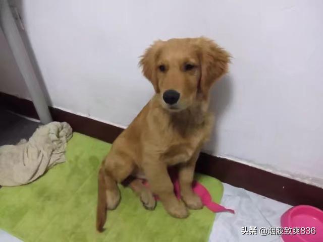 家里养金毛犬好养吗:您家里有没有活泼到没天理的小金毛？