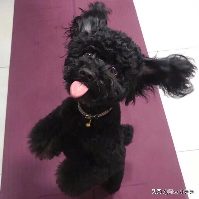 英国雪达犬舍卖:养宠物，你为什么喜欢狗？
