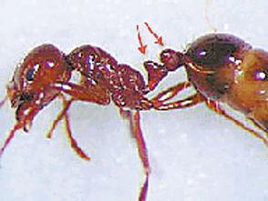 被红火蚁蜇伤有多严重，来自美洲的外侵物种红火蚁有多危险