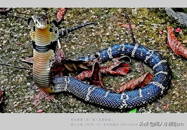 水蛇图片:你手机拍的蛇类的照片能否分享一下？
