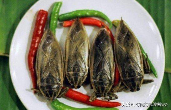 广东人都喜欢吃哪些野味?-惠修网