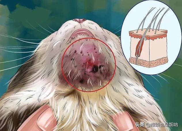 皇家猫粮怎么看保质期:都说猫吃皇家猫粮会黑下巴，那么黑了下巴有啥影响？