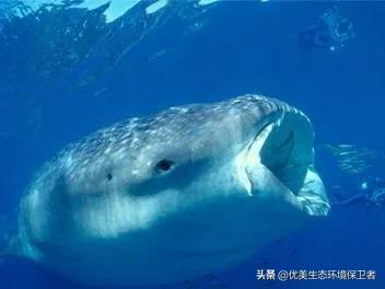 狗仔鲸吃什么饲料:鲸鲨是地球上最大的鱼，可为什么它只吃小鱼小虾？ 狗仔鲸喂什么饲料