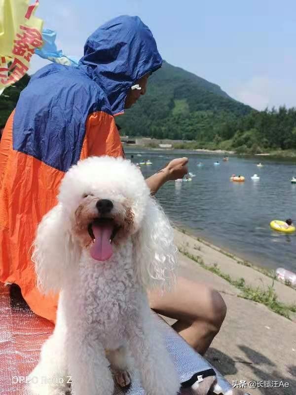 优爵狗粮项目介绍:你家狗狗吃的哪个牌子的狗粮？