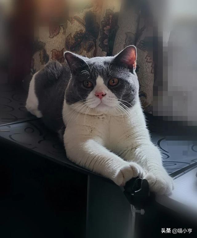 有些蓝猫为什么不发腮？