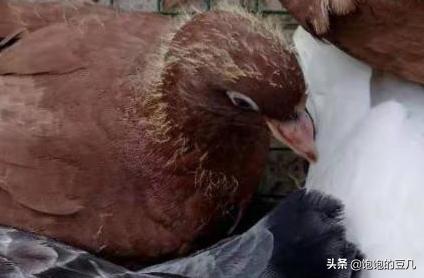 养殖什么好养又赚钱:现在搞什么养殖好，投资小见效快的那种？