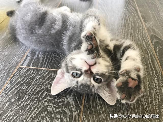 得了猫爪热怎么治:被家养猫抓伤了，要不要打预防针？