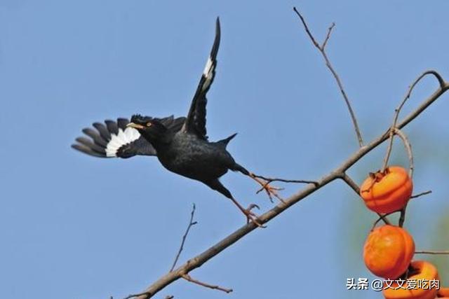 青鸟论坛八哥鸟:八哥鸟的放养与盘飞技巧？
