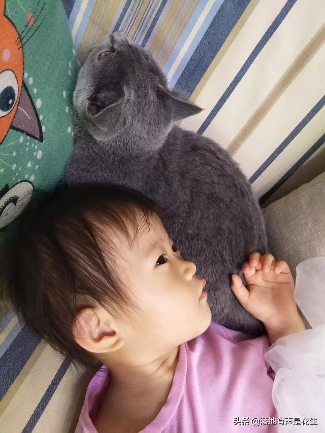 头条问答 猫真的知道自己是被养着吗 落地有声是花生的回答 0赞