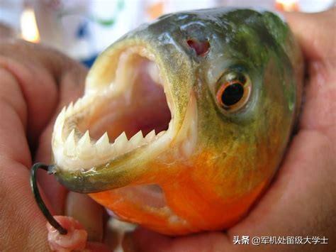 有多大的食人鱼图片:食人鱼最长可以几天不进食？为什么？