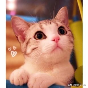 宠物猫的种类及价格表:大佬们，我想养只猫预算在一两千有没有推荐的品种啊？