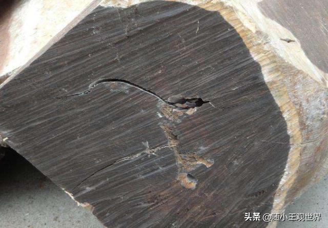 乌木怎么鉴别好坏:乌木是什么？乌木有什么特点及如何鉴别乌木？