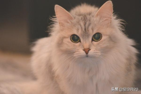 猫咪绝育:猫绝育前和绝育后的注意事项？