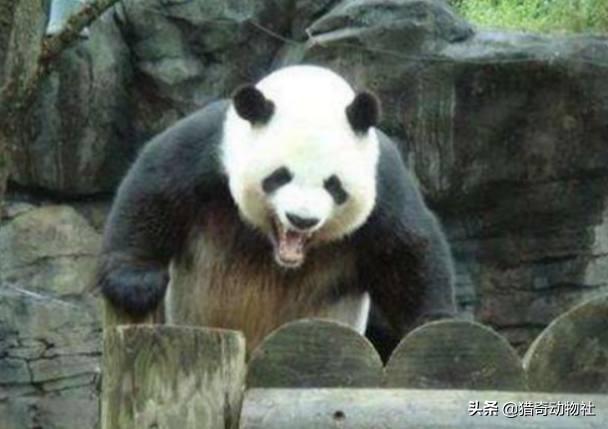 大熊猫咬人吗:国宝大熊猫可以单挑藏獒吗？