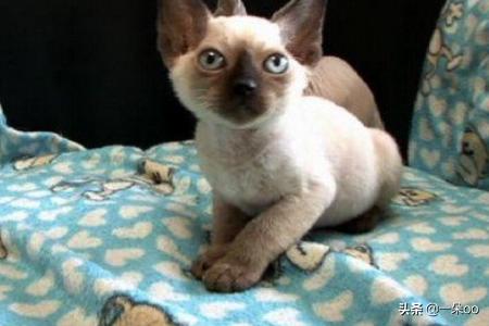 加拿大无毛猫壁纸:过敏性鼻炎，适合养什么猫，真的养不了任何猫吗？