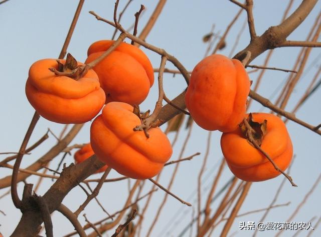 头条问答 柿子树刚开花结果这两天小果子怎么老是往下落 是不是施肥的原因 明1940的回答 0赞