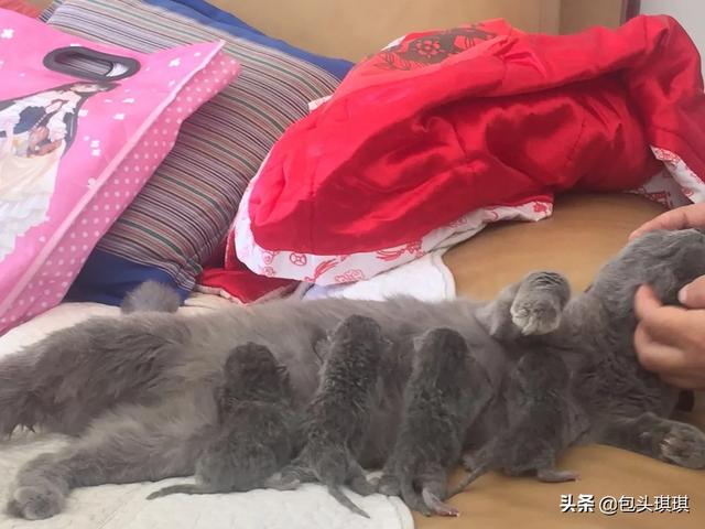 狮子猫怀孕几个月生产:猫怀孕几个月生小猫,多长时间能生？