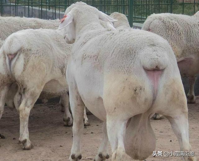 头条问答 - 母羊乳房有白色脓包,该怎么办?(10个回答)