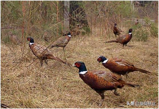 黑喉草雀的生活环境:疫情当前，野生动物之类的家养野鸡、鹌鹑是否该禁养？