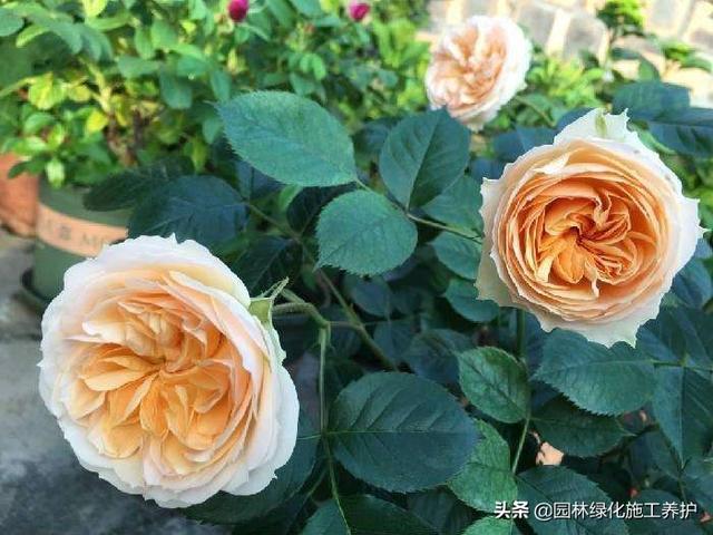 vents月季花品种介绍及图片:伊芙月季里最香的品种 月季朱丽叶好种吗？有哪些技巧？