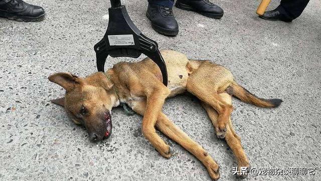 硫酸庆大霉素碳酸铋胶囊:宠物得了细小自己在家怎么治？