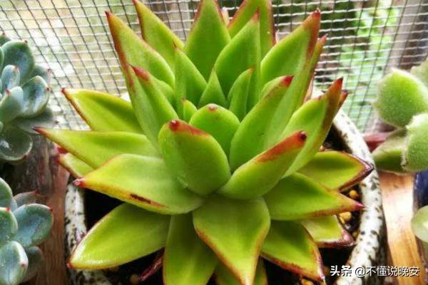 肉锥花属图谱:如何辨别生石花和肉锥花？