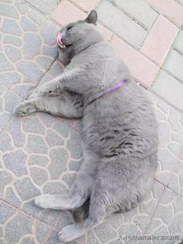 头条问答- 猫的胃肠疾病是什么症状？(7个回答)