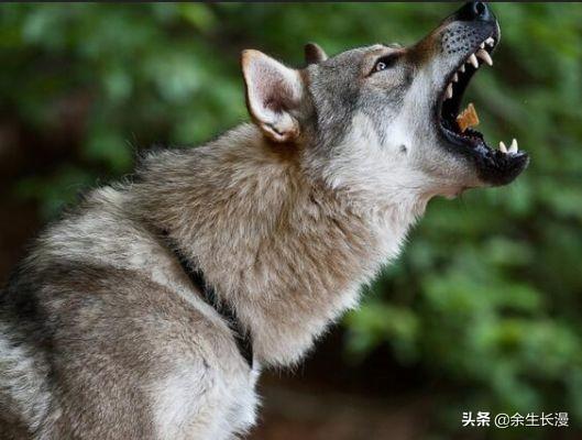 大型贝吉格里芬凡丁犬:世界上最珍稀的犬种有哪些？为什么？ 迷你贝吉格里芬凡丁犬