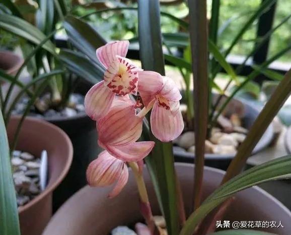 建兰吧:建兰红草红荷新手好养活吗？应该注意什么？