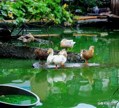 描述简单的乡村<a href=https://maguai.com/list/55-0-0.html target=_blank class=infotextkey>生活</a>:你了解农村吗？能否把你了解的农村向同学们介绍一下？