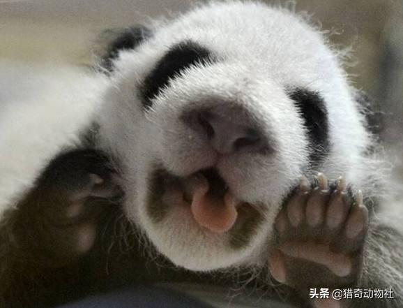 熊猫的特点:为什么熊猫的爪是“六指”的？